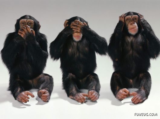 3 Monkeys Escaped from the Zoo